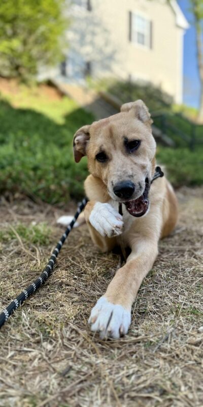 Photo by Connor McManus A mixed breed dog enjoys a sunny day, chewing a stick on a grassy lawn.
