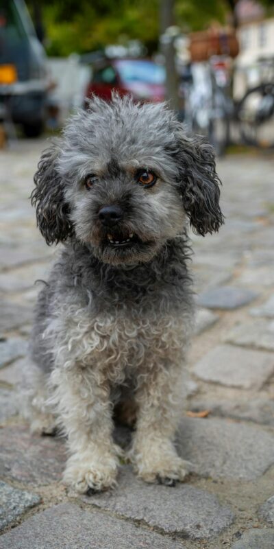bolonka zwetna kleiner Hund