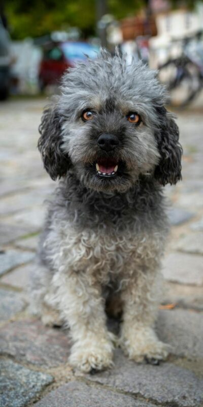Charming portrait of a small, curly-haired dog sitting on a cobblestone path, ready to play.