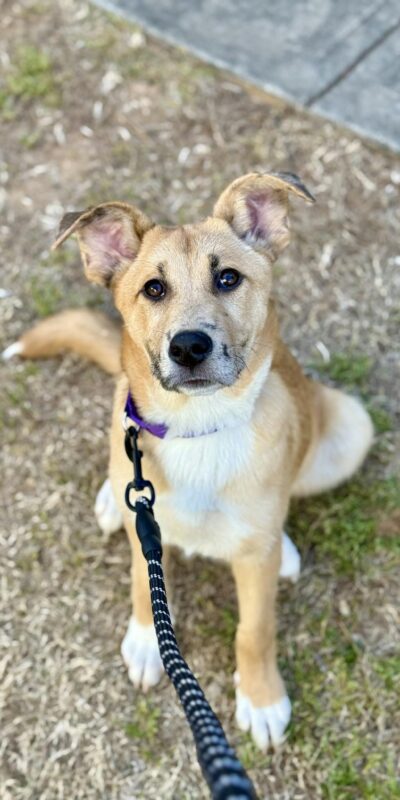Cute German Shepherd mix puppy sitting on grass, ready for training.