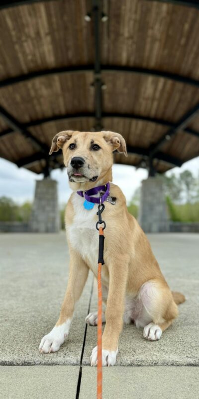 Cute mixed-breed puppy with leash sitting outdoors under a pavilion, ready for a walk.