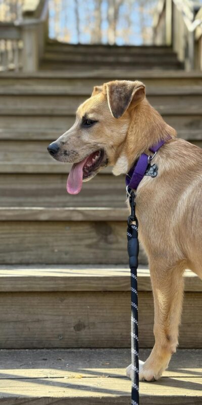 Energetic puppy on stairs with leash on a sunny day, exuding joy and playfulness.